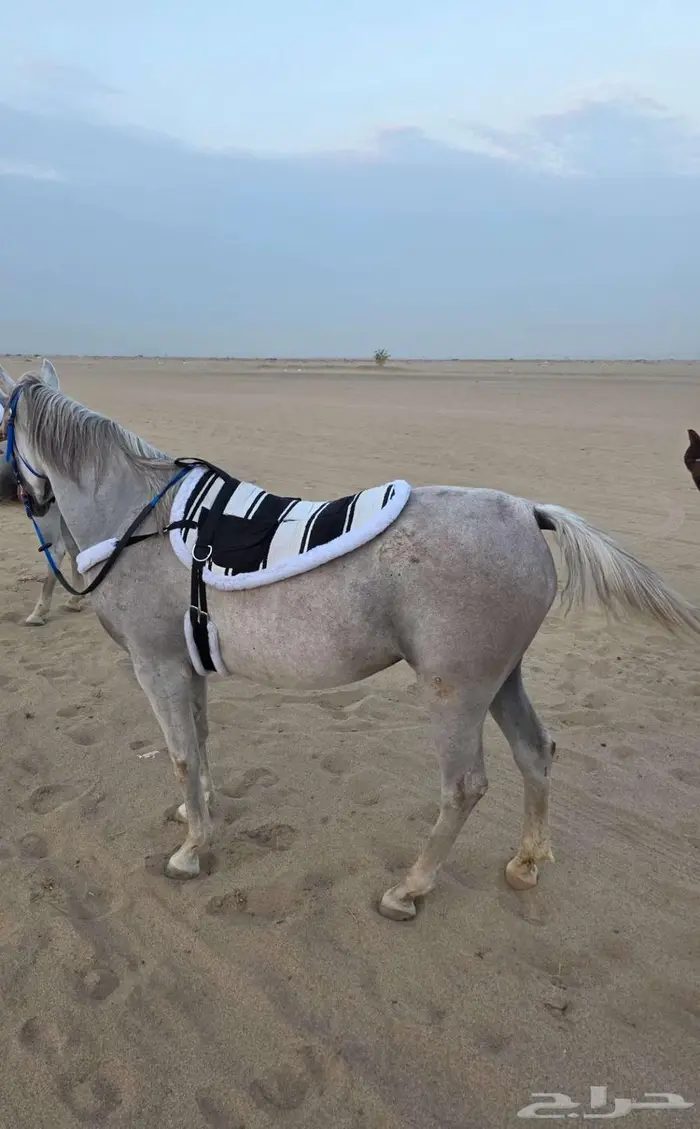 لبادات ركوب خيل جديدة 5