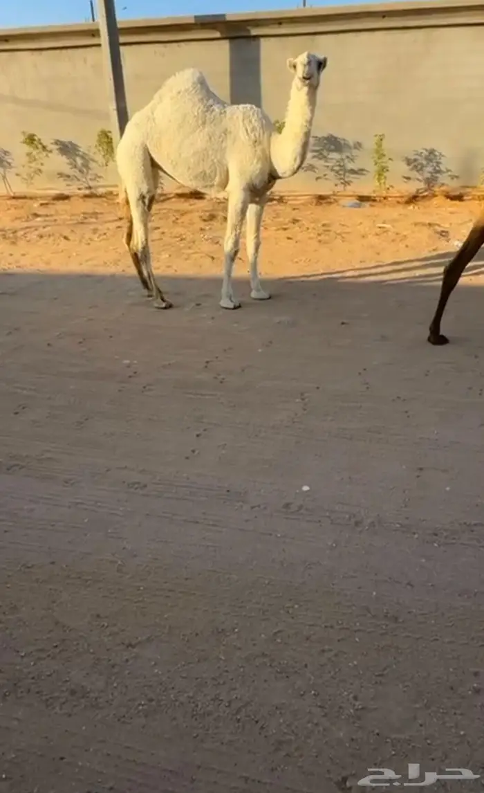 بكره كفو رمانيه. 0