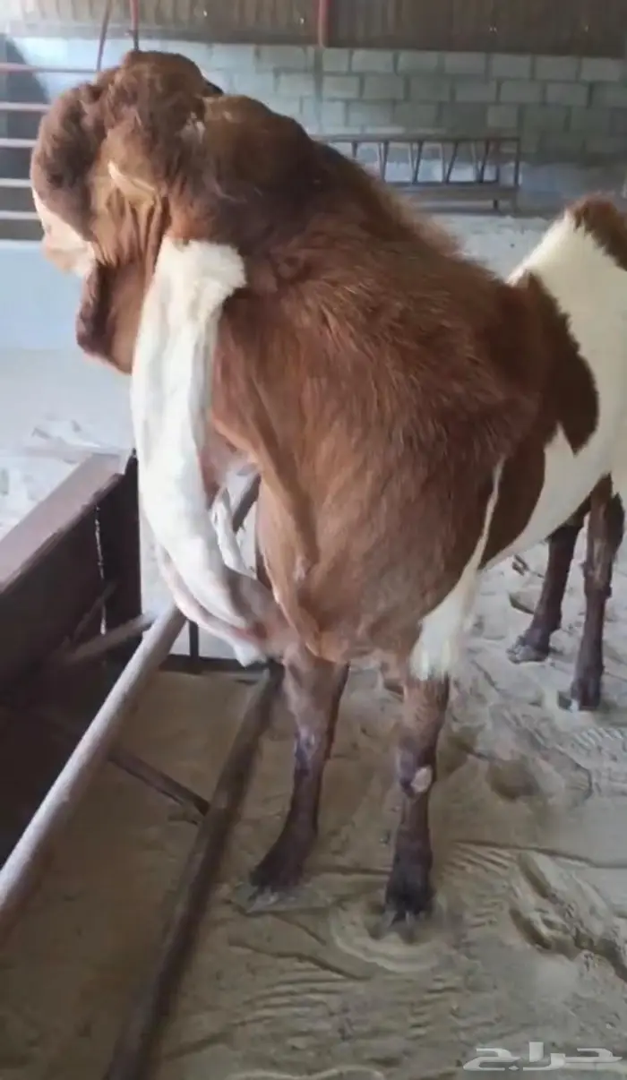 فحل حجازي جرم فاخر ونادر الاذن 80 1