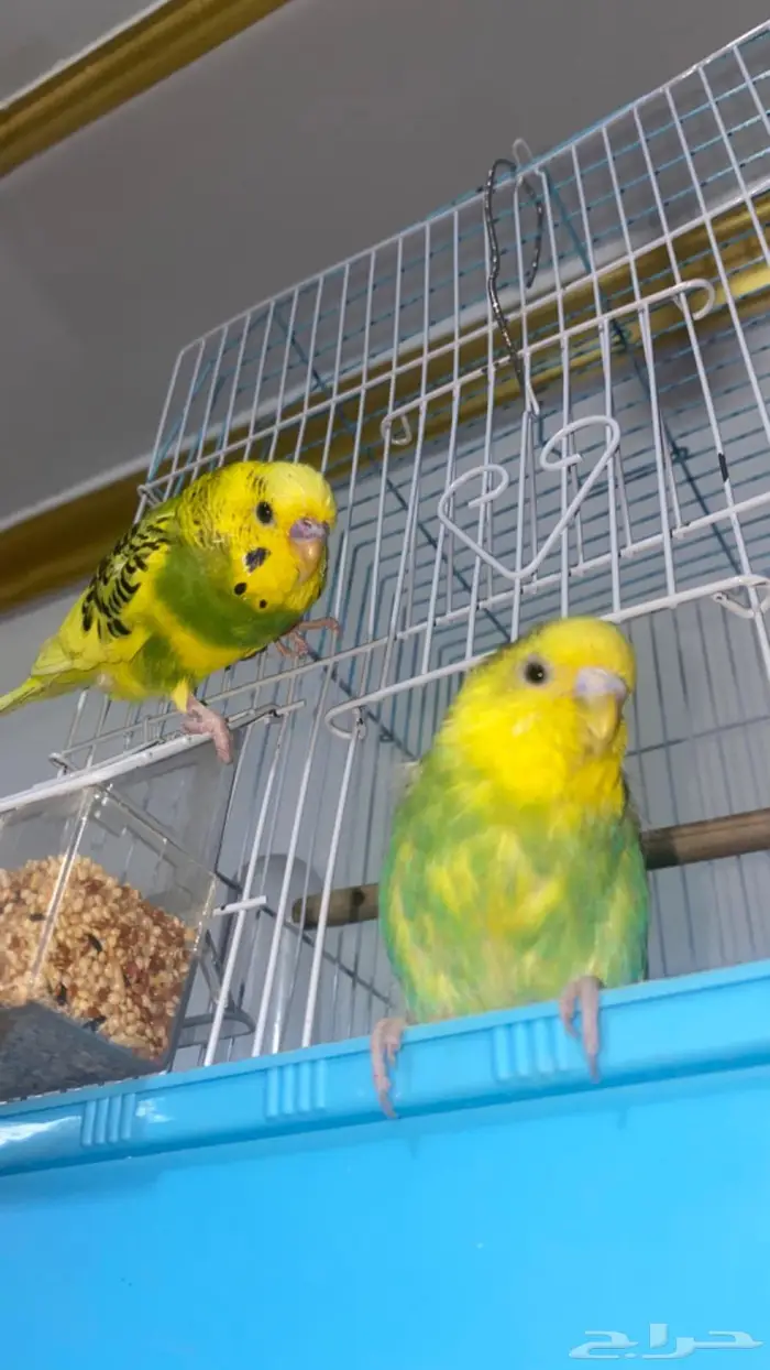 طيور اليفه البادجي 0