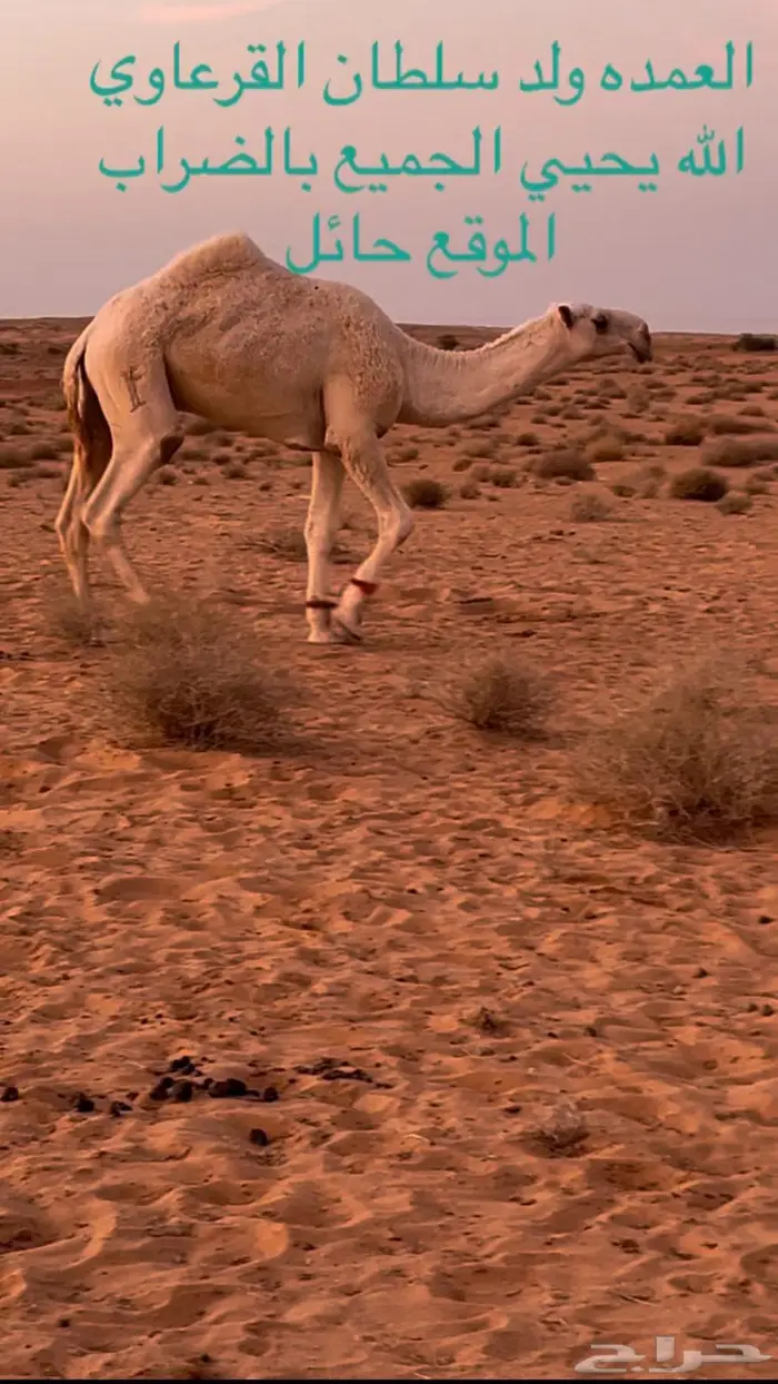 الله يحيي الجميع الي يبي يضرب 1