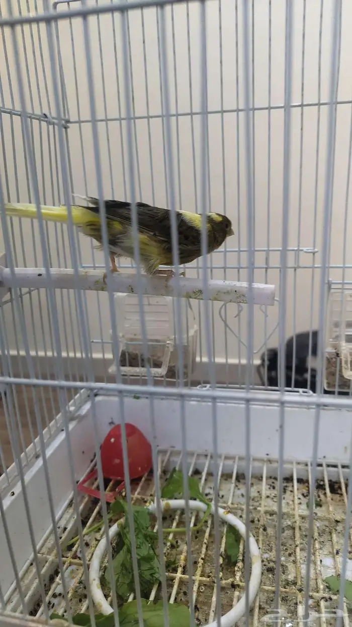 ذكر كناري تغريد 0