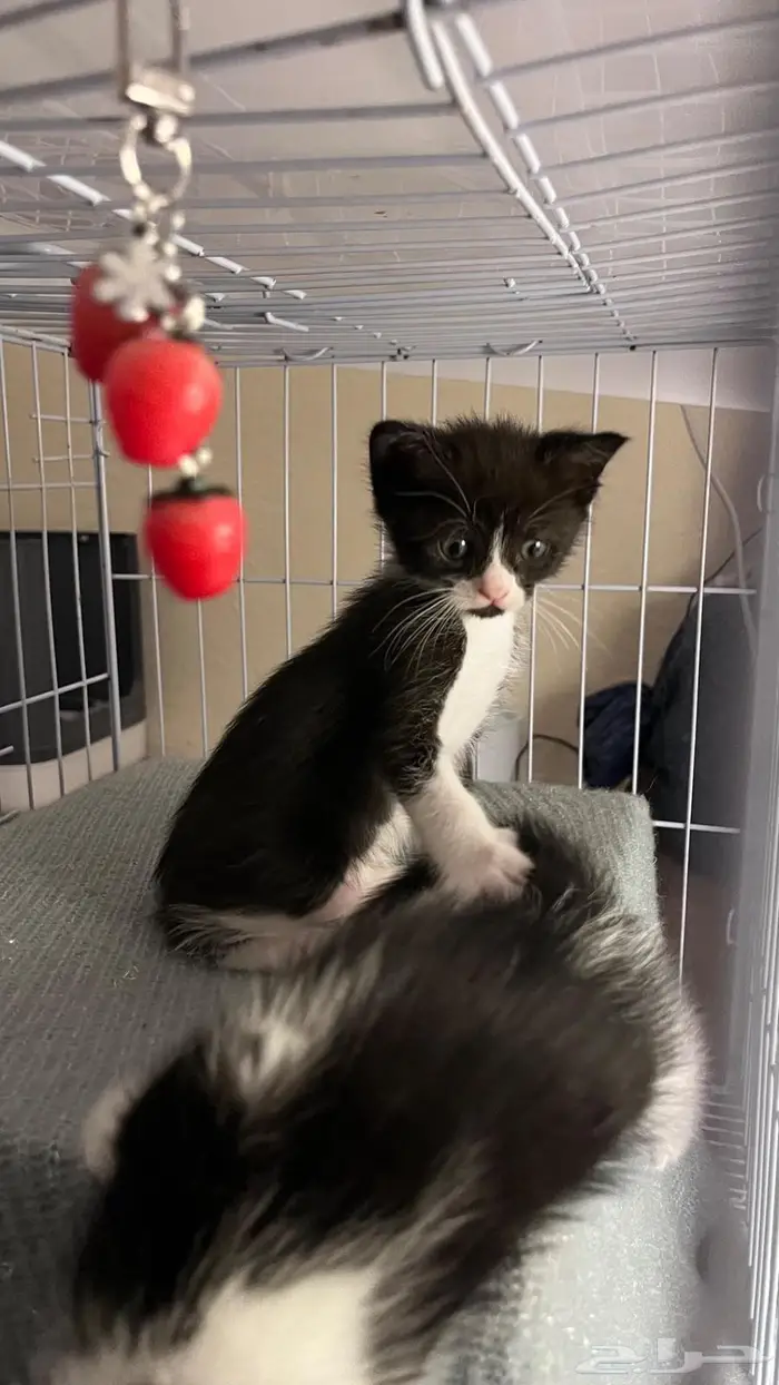 كتنز لتبني 0