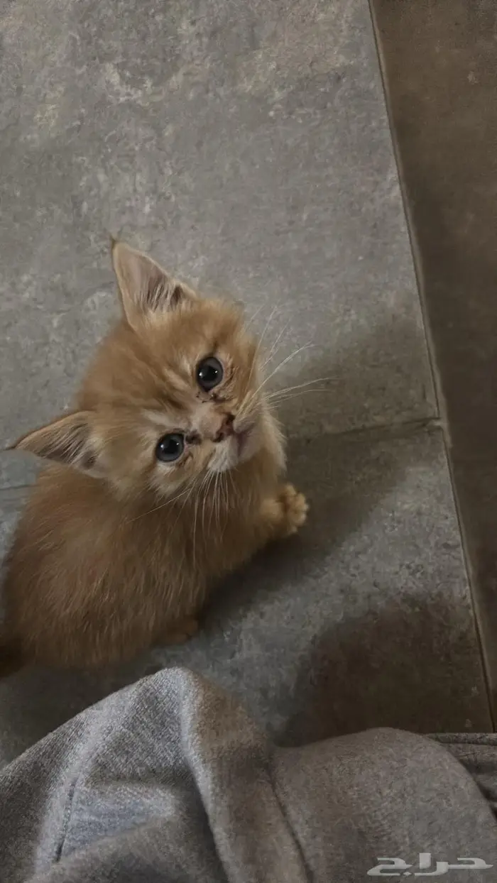 العمر شهرين 1