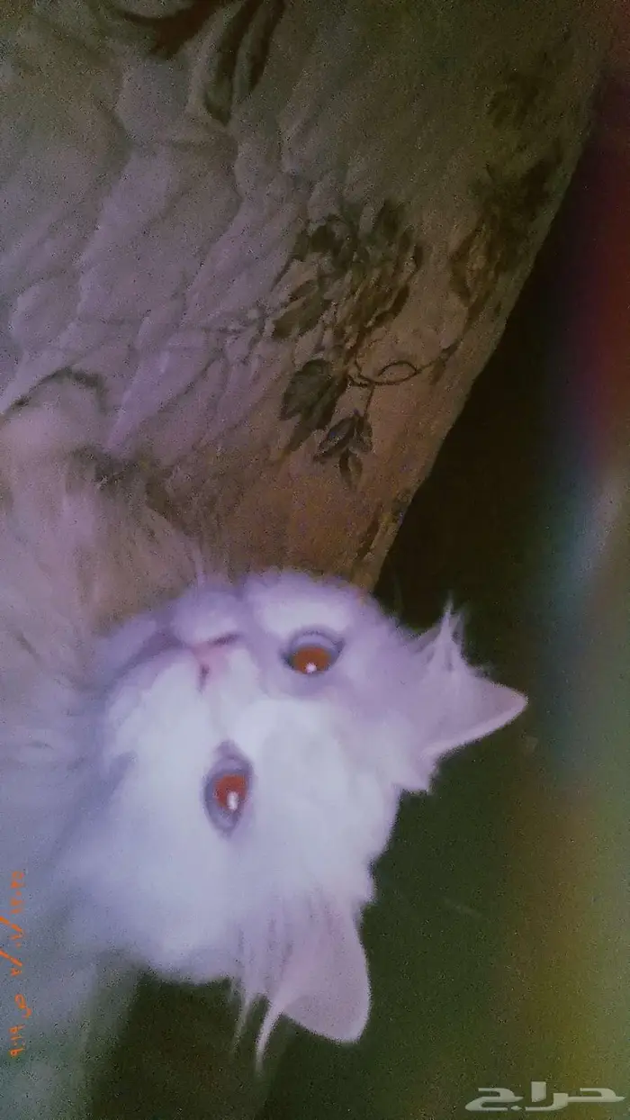 قطه ضائعه برأس تنوره 1