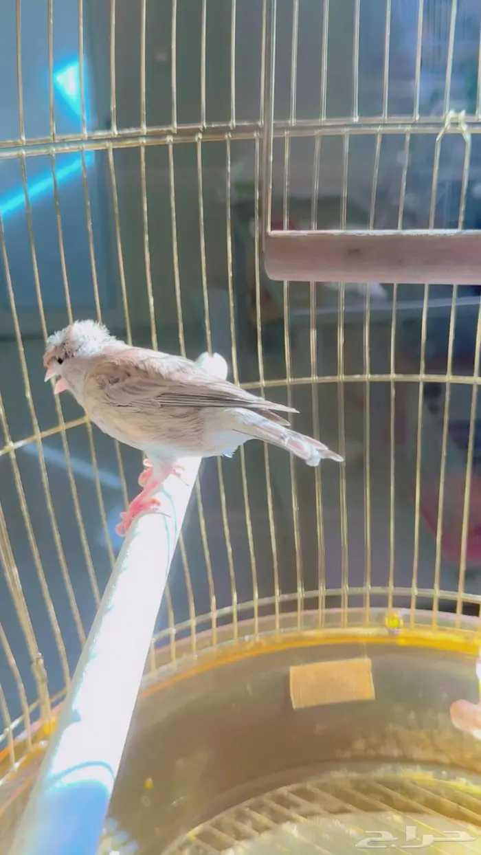 عرض لليوم فقط ذكر بسكوتي 160 ريالا 3