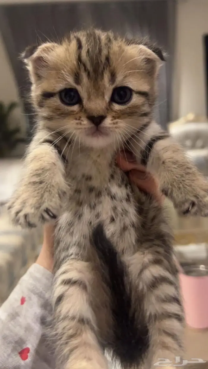 قطط كيتن سكوتش فولد 0