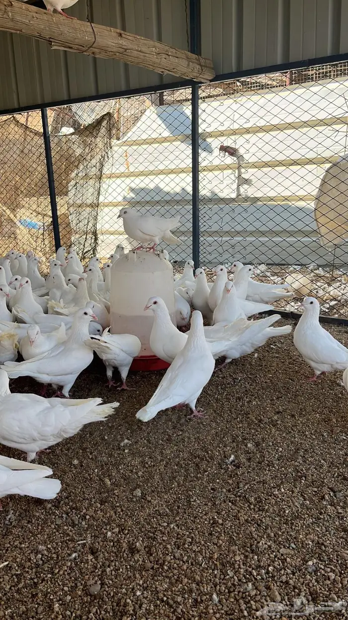 حمام سوبر جانبو منتج 2