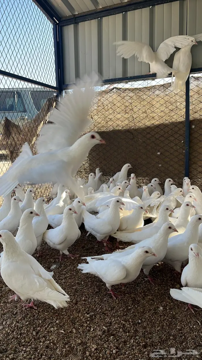 حمام سوبر جانبو منتج 5