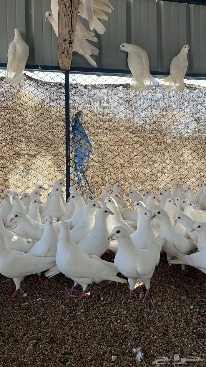 حمام سوبر جانبو منتج 4