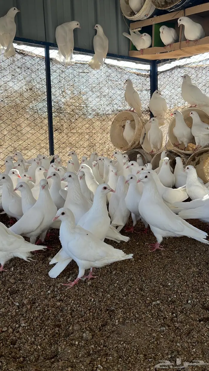 حمام سوبر جانبو منتج 3