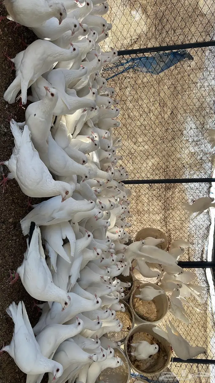 حمام سوبر جانبو منتج 8