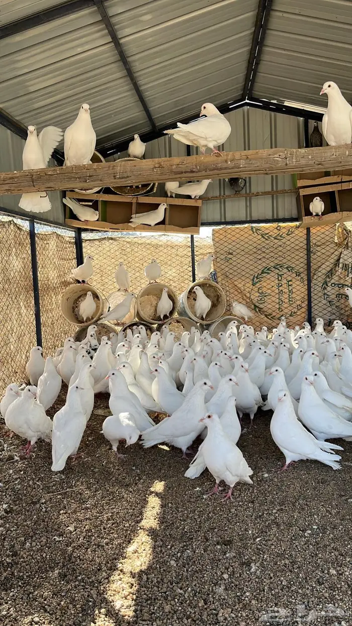 حمام سوبر جانبو منتج 9