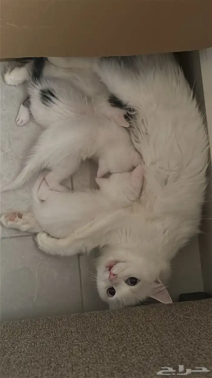 قطط شيرازي ابيض للتبني مكه 4