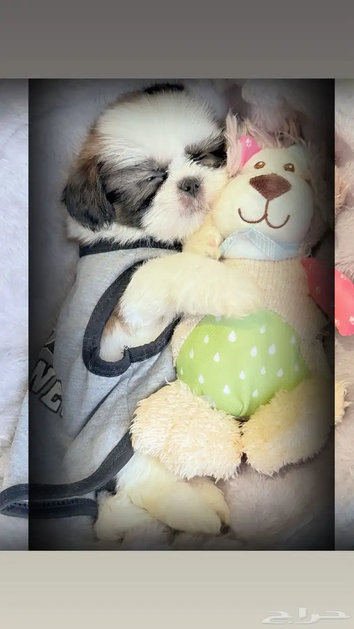 كلاب شيتزو للبيع 40 يوم عمرها 3