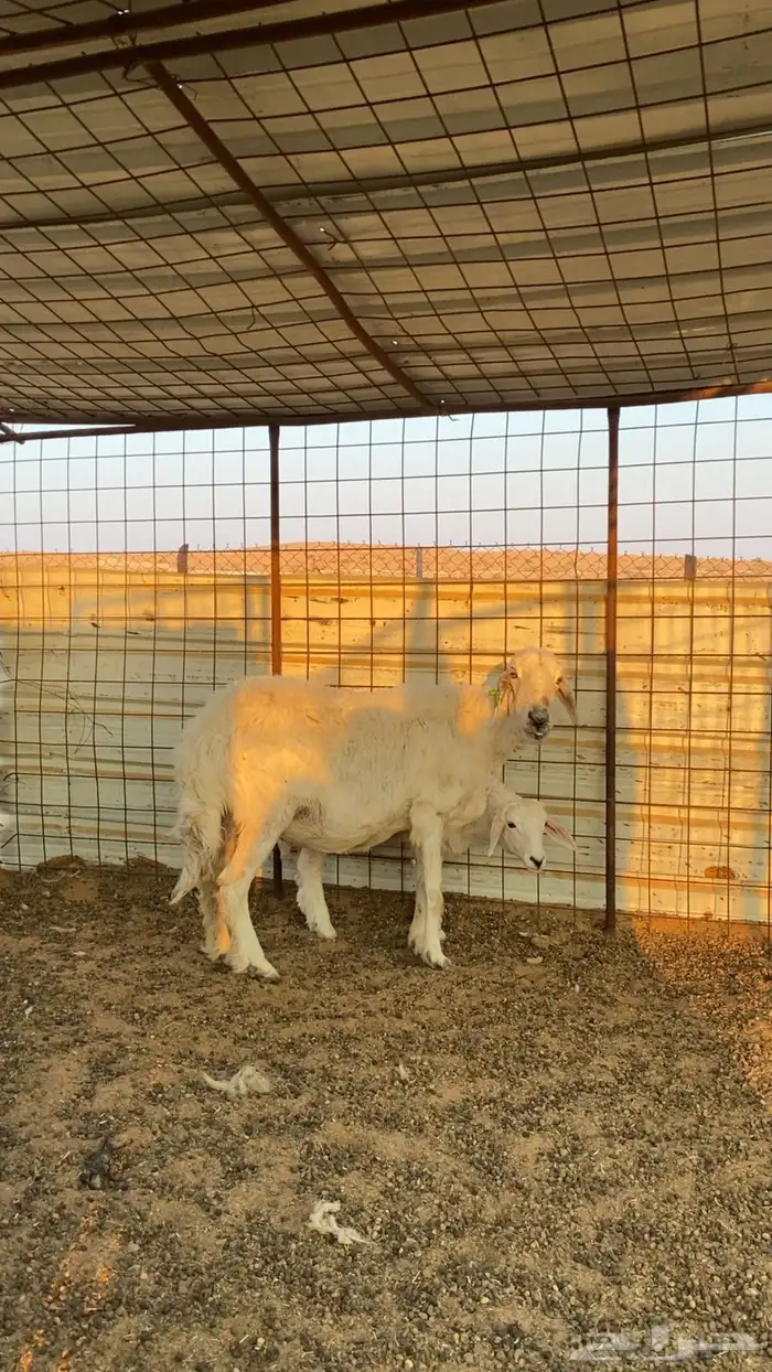 شاه حريه مع ولدها 4