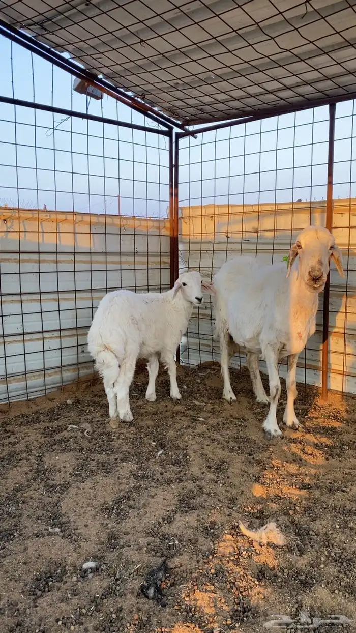 شاه حريه مع ولدها 3