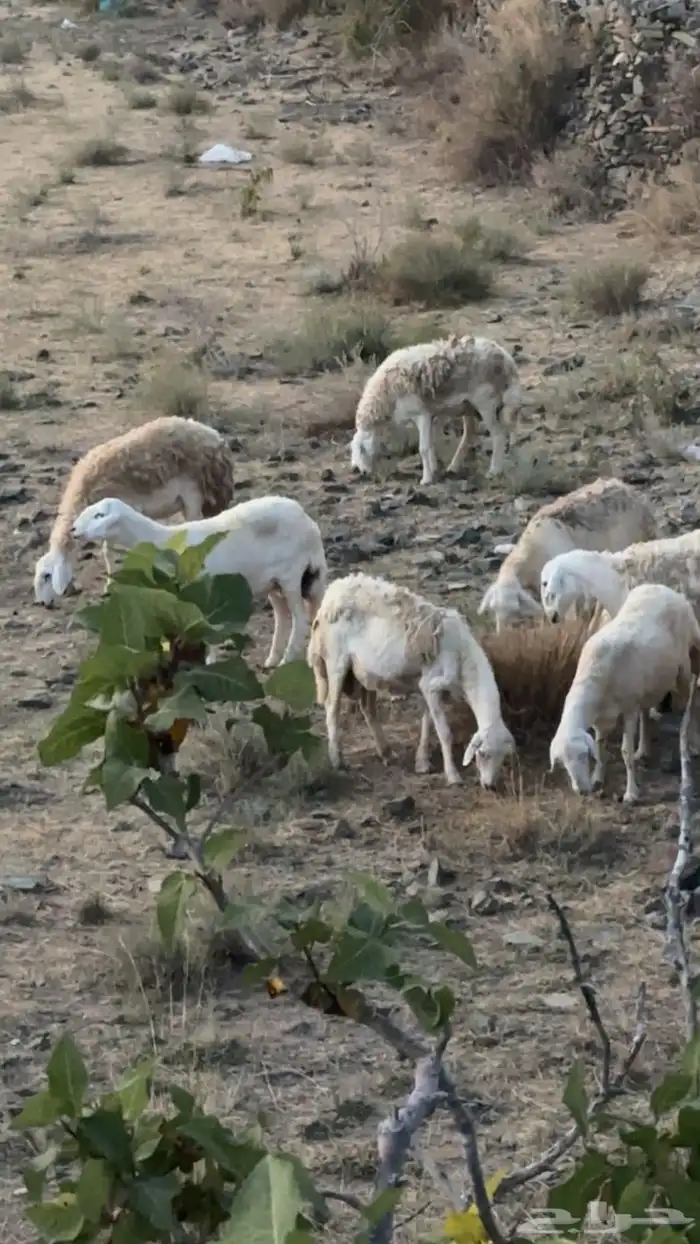 ضان مقاني حرش رقم 1 صنف وجروم ورعويه ومشروطه 13