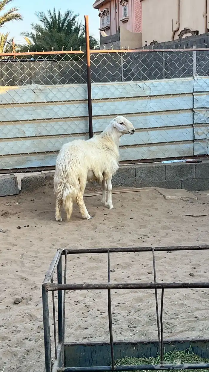 مشروع فحل اصفر فاخر 1