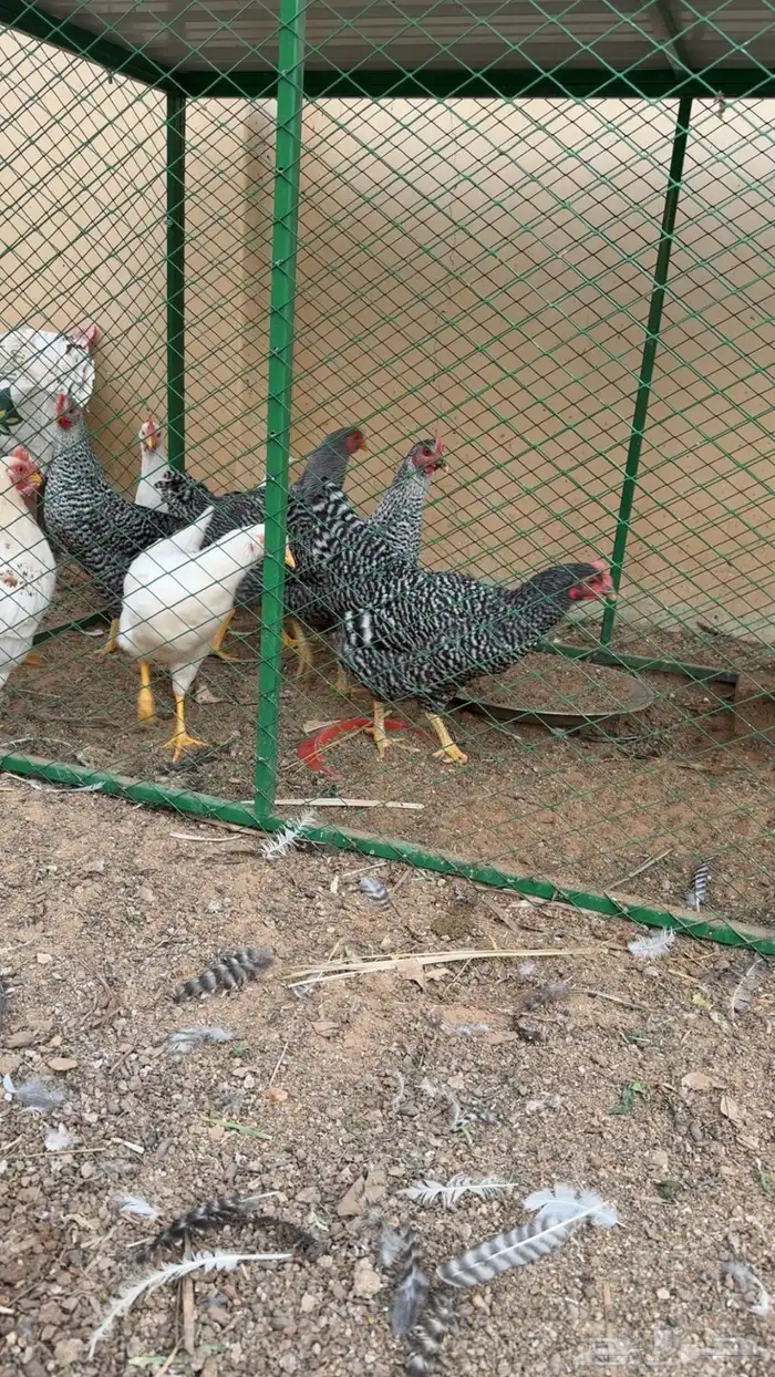 دجاج لمروك  لوهمن 2