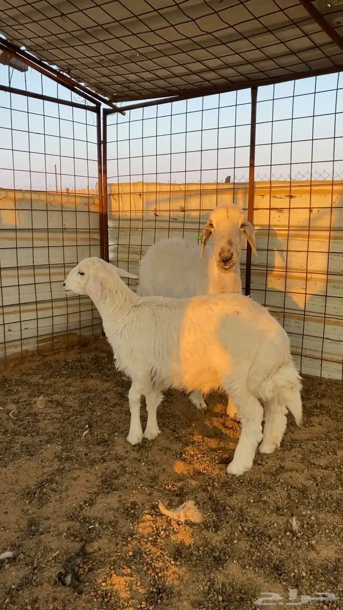 شاه حريه مع ولدها 0