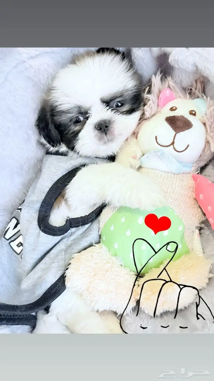 كلاب شيتزو عمرها 40 4