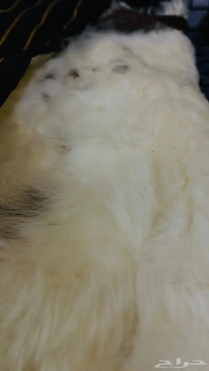 طفيلي فروة جلد طبيعي عرض خاص 2