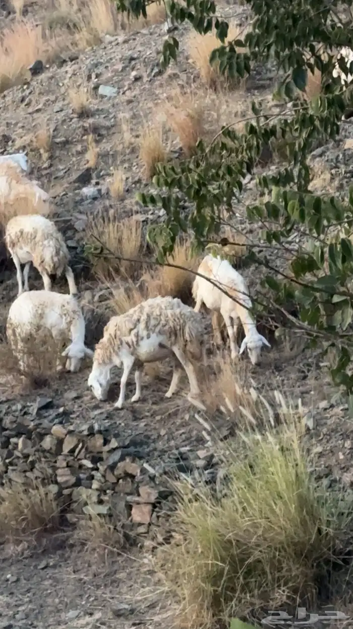 ضان مقاني حرش رقم 1 صنف وجروم ورعويه ومشروطه 10