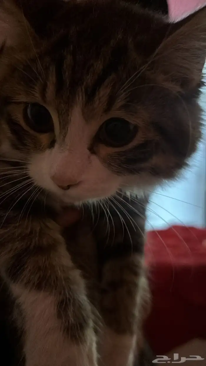 قطط للتبني 2