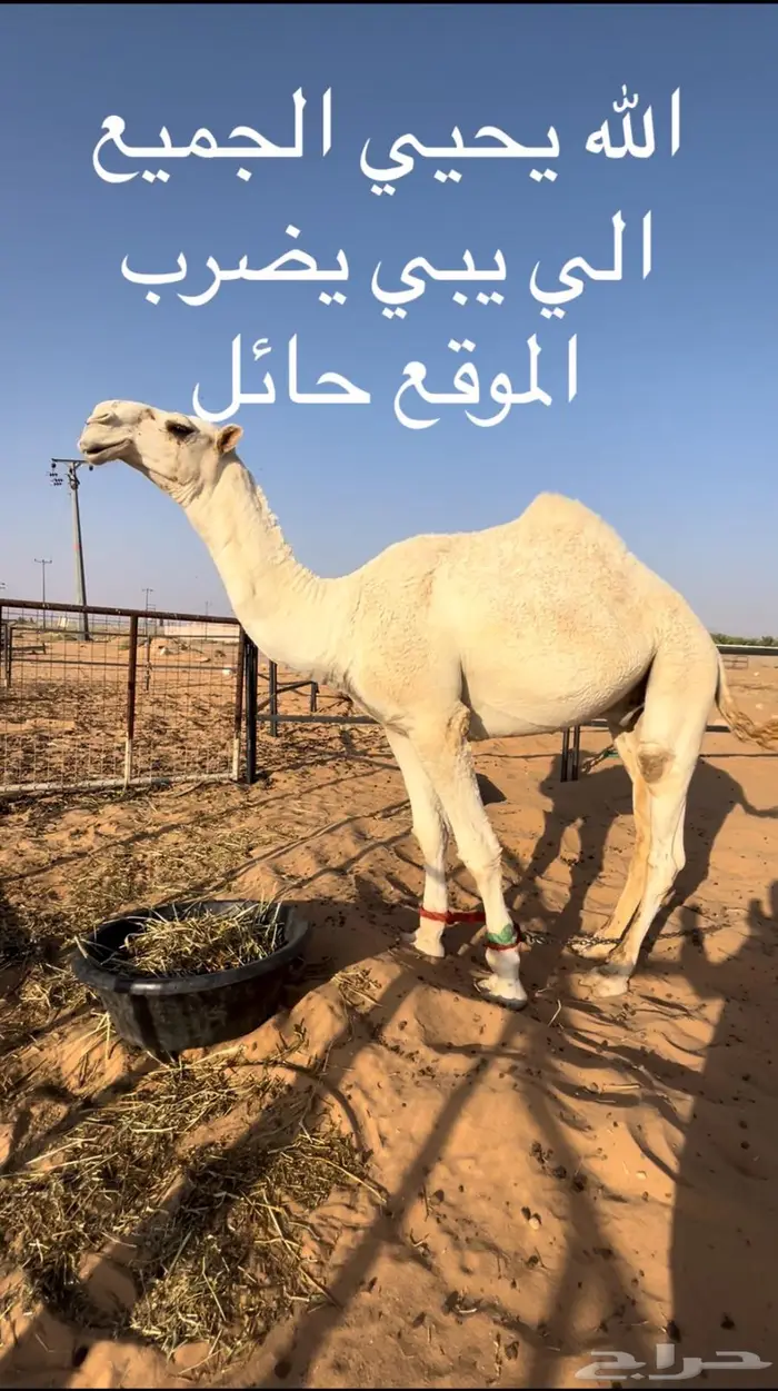 الله يحيي الجميع الي يبي يضرب 0