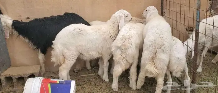 6 روس ذبايح طيبات وبريات نظاف 1