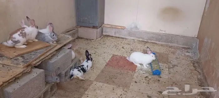 عدد 15 ارنب مشاء الله بصحة ممتازة 1