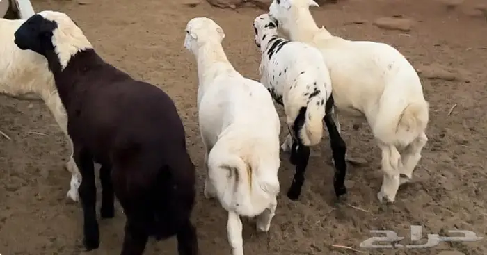 خرفان فاخرة 1