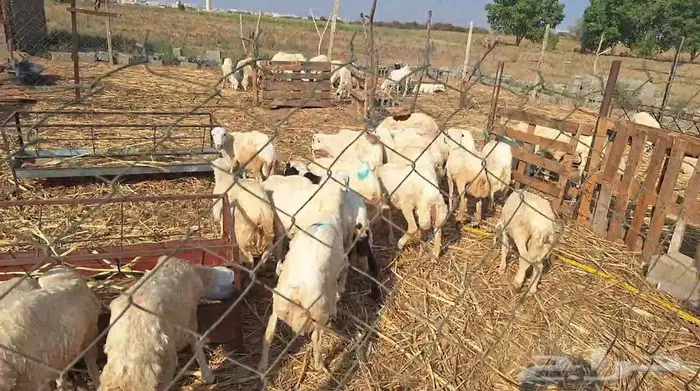 كباشة وذبائح بلدي 1