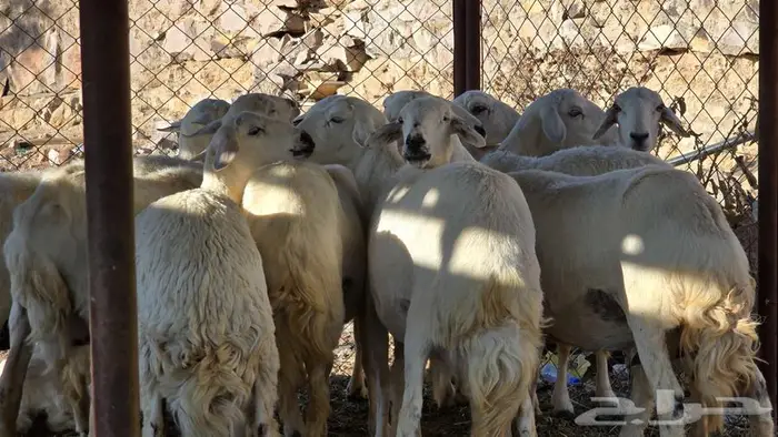 سراة عبيدة 1