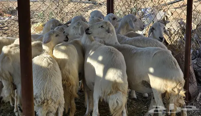 سراة عبيدة 0