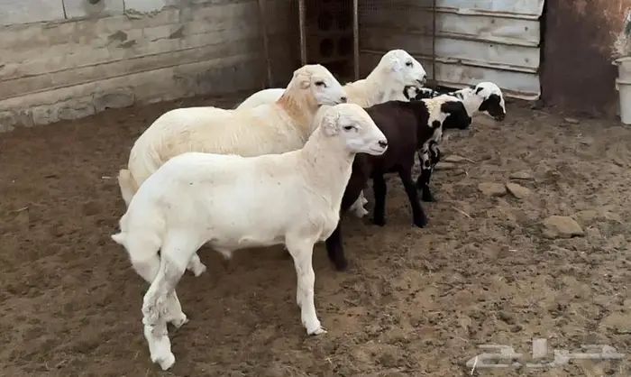 خرفان فاخرة 0