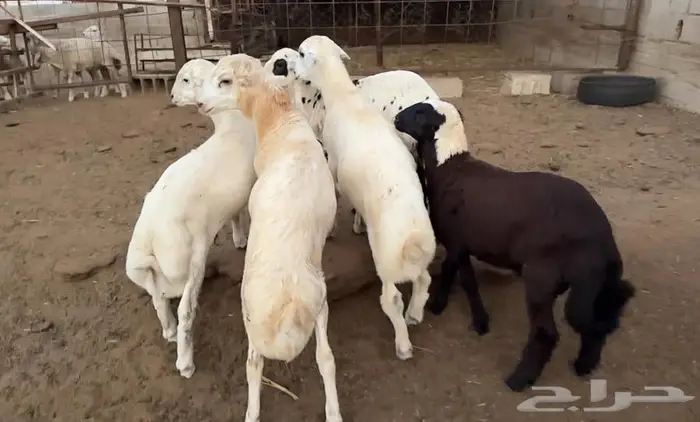 خرفان فاخرة 2