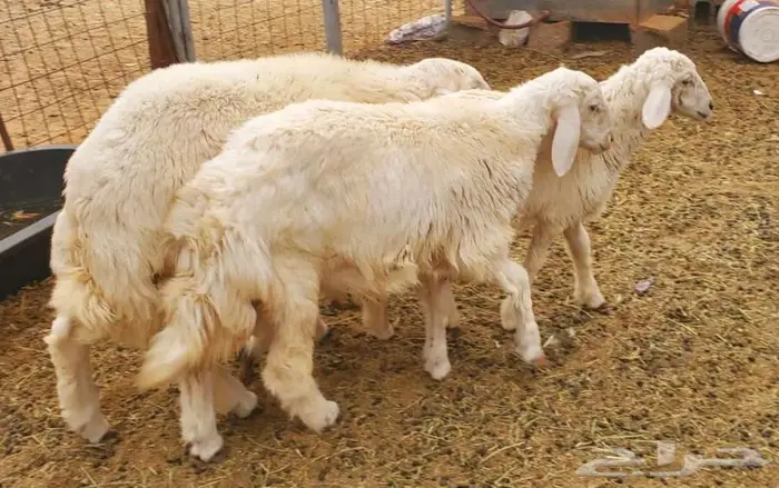 6 روس ذبايح طيبات وبريات نظاف 2