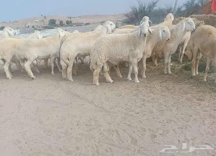 30 جذعان فواخر من الصياد في أملج -الحد موجود 3