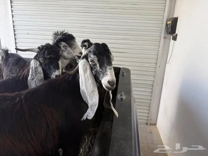 تيوس عوارض للبيع 2