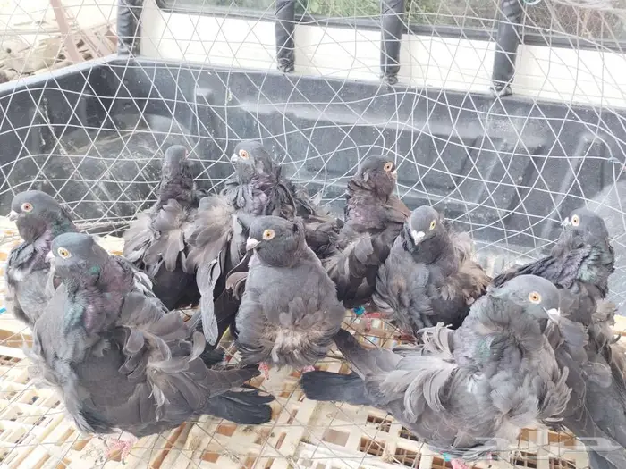 حمام كشكي 12