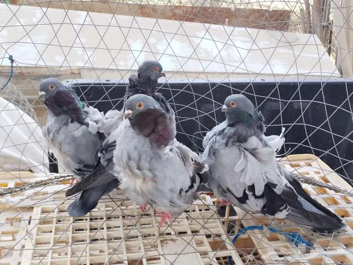 حمام كشكي 13