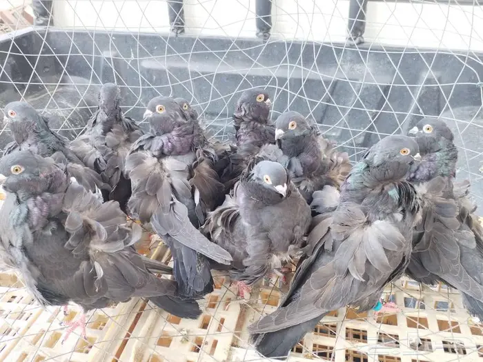 حمام كشكي 18