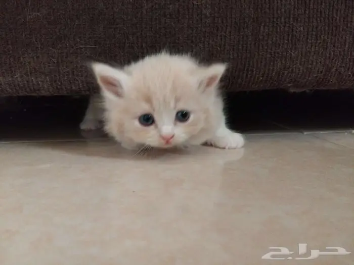 قط صغير سكوتش ستريت 3