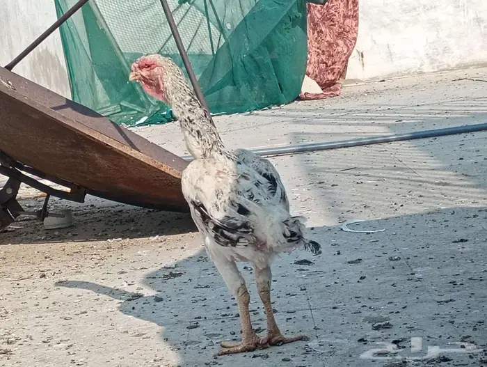 دجاجه فارسيه مستوى فاخر 0