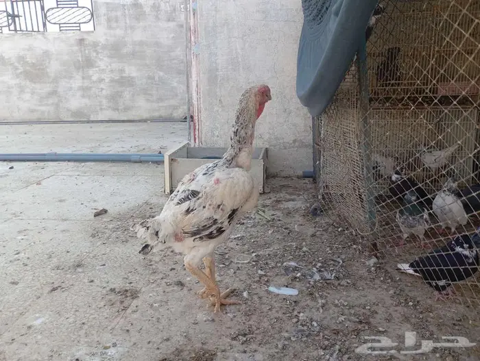 دجاجه فارسيه مستوى فاخر 1