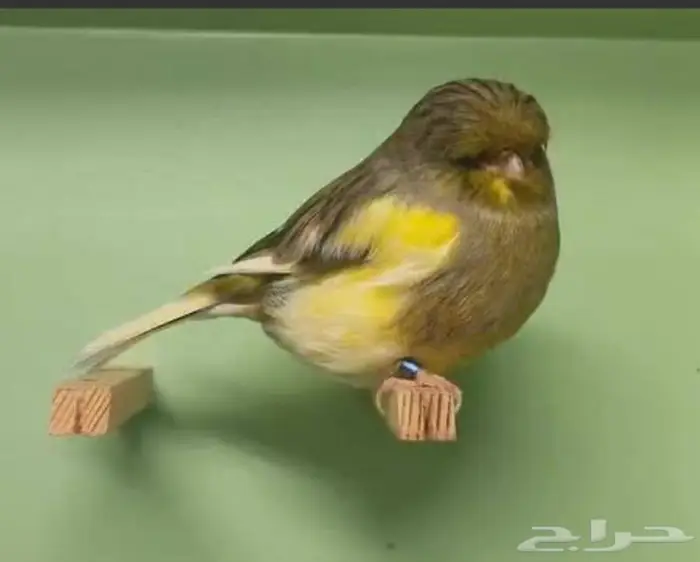 للبيع كناري جلوستر طيور ابطال 0