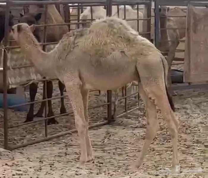 بكره مجهم وقعود أشقح 1