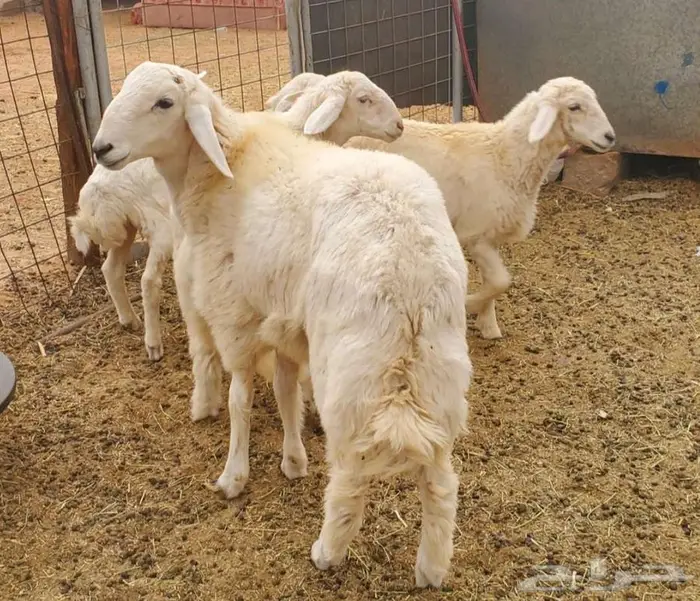 6 روس ذبايح طيبات وبريات نظاف 0